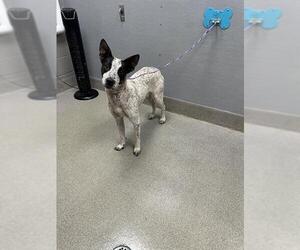 Mutt Dogs for adoption in Las Vegas, NV, USA