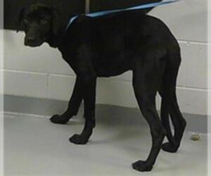 Labrador Retriever Dogs for adoption in St. Cloud, FL, USA