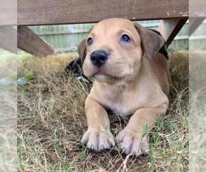 Labrador Retriever Dogs for adoption in Helena, AL, USA