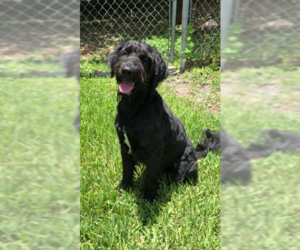 Labradoodle Dogs for adoption in Weston, FL, USA