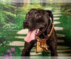 Labrador Retriever-Unknown Mix Dogs for adoption in Tampa, FL, USA