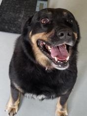 Labrottie Dogs for adoption in Warwick, RI, USA