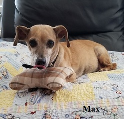 Chiweenie Dogs for adoption in Fullerton, CA, USA