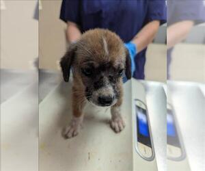 Australian Shepherd-Unknown Mix Dogs for adoption in Conroe, TX, USA