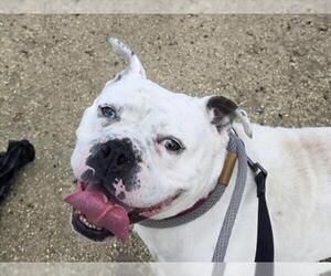 Bulldog-Unknown Mix Dogs for adoption in Martinez, CA, USA