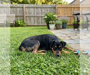 Doberman Pinscher-Unknown Mix Dogs for adoption in Genesee, WI, USA