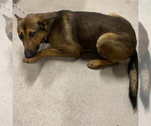 German Shepherd Dog-Unknown Mix Dogs for adoption in Modesto, CA, USA