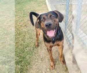 Plott Hound-Unknown Mix Dogs for adoption in Irving, TX, USA