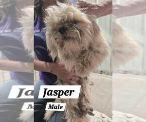 Shih Tzu Dogs for adoption in Foristell, MO, USA