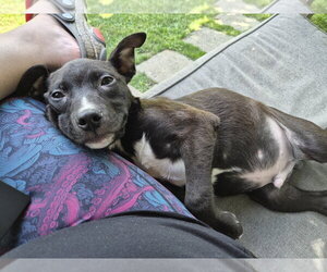 Labrador Retriever-Unknown Mix Dogs for adoption in Springdale, PA, USA