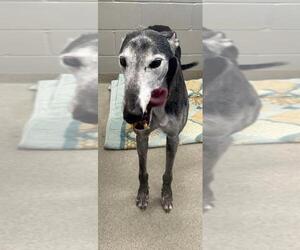 Greyhound Dogs for adoption in Cherry Hill, NJ, USA