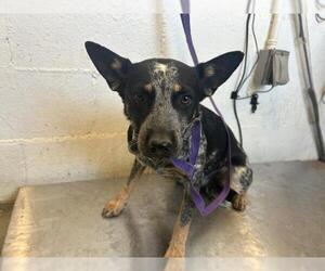 Mutt Dogs for adoption in Corona, CA, USA