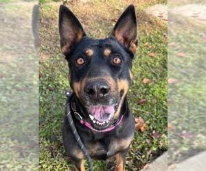 Mutt Dogs for adoption in Woodland, CA, USA