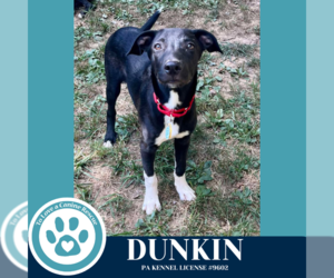 Labrador Retriever-Unknown Mix Dogs for adoption in Kimberton, PA, USA