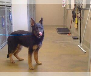 German Shepherd Dog Dogs for adoption in Sacramento, CA, USA