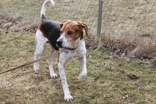 Coonhound-English Foxhound Mix Dogs for adoption in Livonia, MI, USA