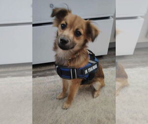 Chiranian Dogs for adoption in Sanford, FL, USA