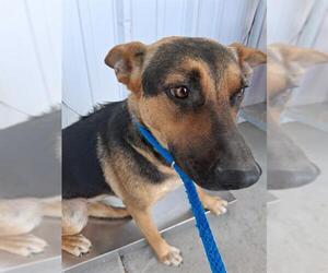 German Shepherd Dog Dogs for adoption in Bakersfield, CA, USA