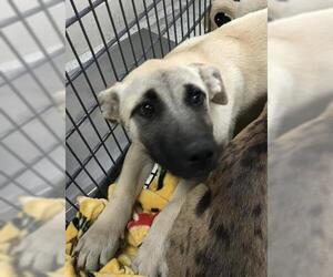 Catahoula Leopard Dog-Unknown Mix Dogs for adoption in Conroe, TX, USA