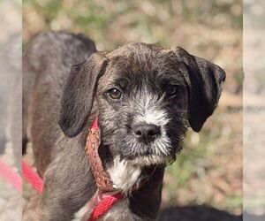 Labrador Retriever-Unknown Mix Dogs for adoption in Yardley, PA, USA