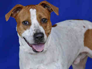 Pointer Dogs for adoption in Tallahassee, FL, USA