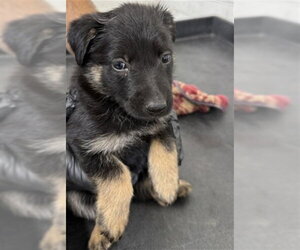 German Shepherd Dog Dogs for adoption in San Bernardino, CA, USA