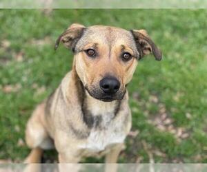 German Shepherd Dog-Unknown Mix Dogs for adoption in Tulsa, OK, USA