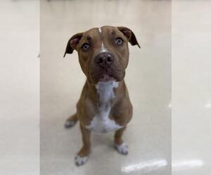 American Staffordshire Terrier-Unknown Mix Dogs for adoption in San Antonio, TX, USA