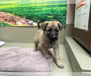 German Shepherd Dog-Unknown Mix Dogs for adoption in Moreno Valley, CA, USA