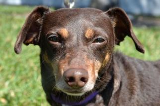 Dachshund Dogs for adoption in West Palm Beach, FL, USA