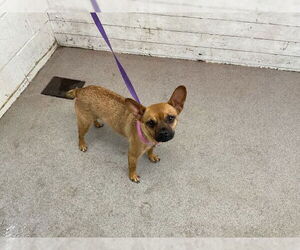 Chihuahua Dogs for adoption in San Bernardino, CA, USA