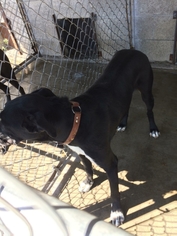Mutt Dogs for adoption in Alturas, CA, USA