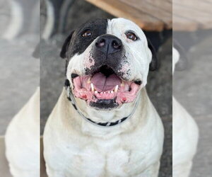 American Bulldog Dogs for adoption in Woodland, CA, USA