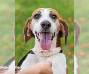 Treeing Walker Coonhound Dogs for adoption in Miami, FL, USA