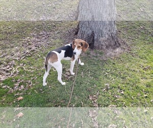 Treeing Walker Coonhound Dogs for adoption in Lewistown, PA, USA