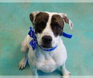 Boxer-Pointer Mix Dogs for adoption in Guthrie, OK, USA