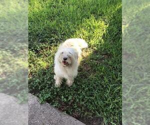 Mutt Dogs for adoption in San Antonio, TX, USA