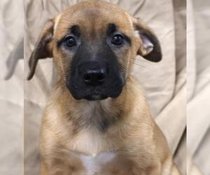 American Pit Bull Terrier-Unknown Mix Dogs for adoption in Thief River Falls, MN, USA