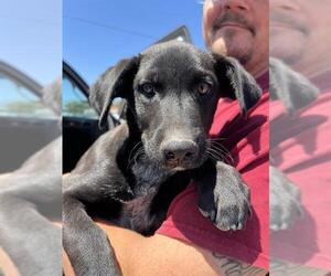 Labrador Retriever-Unknown Mix Dogs for adoption in Stockton, CA, USA