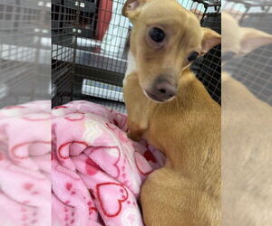 Chihuahua Dogs for adoption in San Bernardino, CA, USA