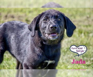 Labrenees Dogs for adoption in Lee's Summit, MO, USA