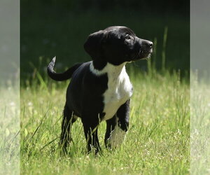 Medium Photo #5 Shepweiller Puppy For Sale in Mechanicsburg, PA, USA