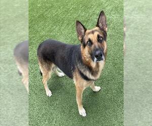 German Shepherd Dog Dogs for adoption in Palmetto, FL, USA