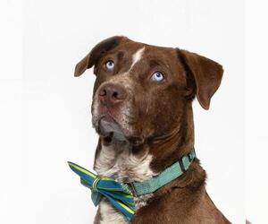Australian Shepherd-Catahoula Leopard Dog Mix Dogs for adoption in Santa Barbara, CA, USA