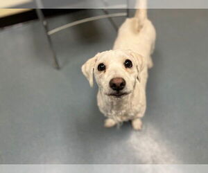Poodle (Miniature)-Unknown Mix Dogs for adoption in Denver, CO, USA