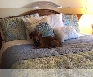 Dachshund Dogs for adoption in Catasauqua, PA, USA