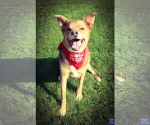 Mutt Dogs for adoption in Lockport, NY, USA