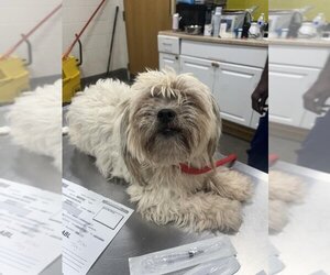 Shih Tzu Dogs for adoption in Forestville, MD, USA