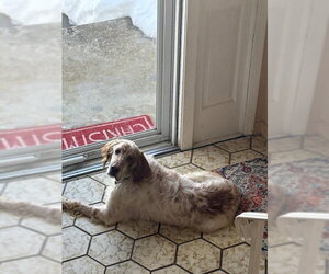 English Setter-Unknown Mix Dogs for adoption in Elmsford, NY, USA
