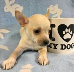 Chihuahua Dogs for adoption in La Verne, CA, USA